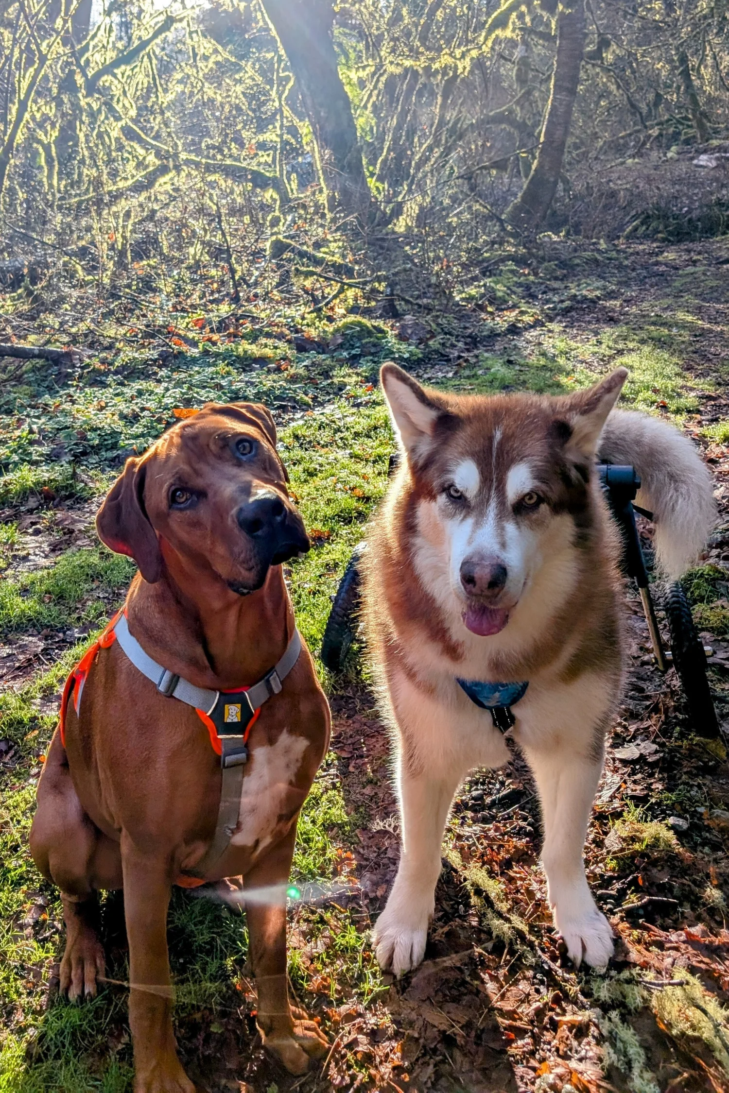 Practice Dogs